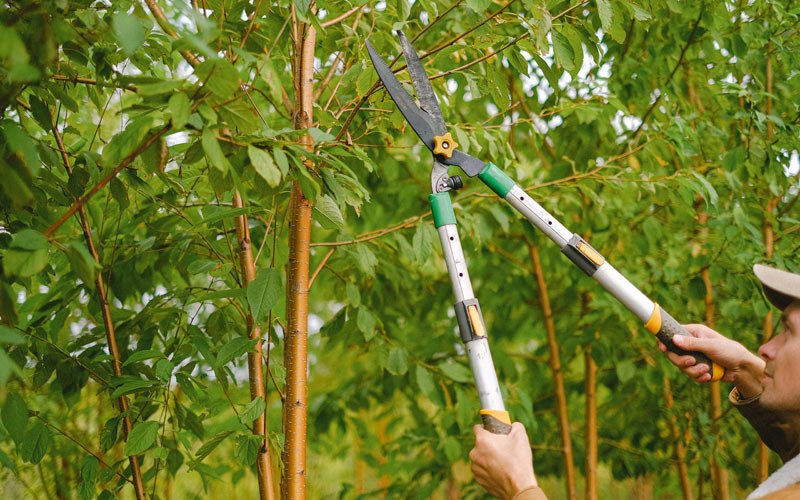 Tree trimming in Tamaroa, IL