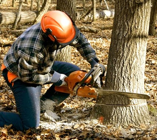 Tree Removal in Tamaroa, IL